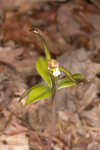 Large whorled pogonia